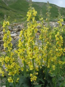 Schaben-Königskerze, Verbascum blattaria, etnobotanika